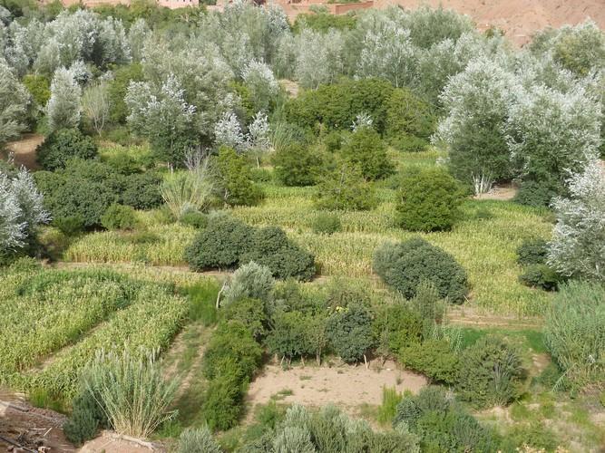 ホテル Kasbah Ait Arbi Ait Ougliff エクステリア 写真